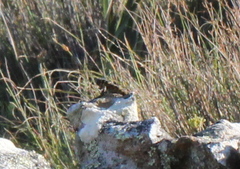 Pseudocordylus microlepidotus