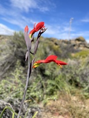 Gladiolus splendens