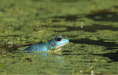 Green Frog photographed in New York