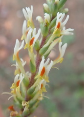 Hebenstretia robusta