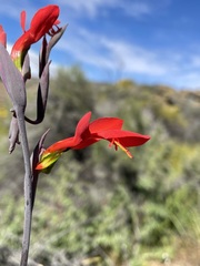 Gladiolus splendens