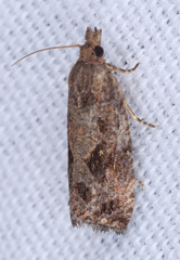 Endothenia nubilana