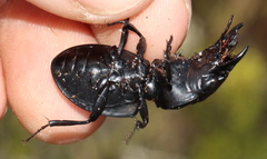 Pachyodontus languidus