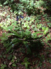 Hyacinthoides non-scripta