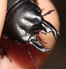 Pachyodontus languidus