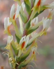 Hebenstretia robusta