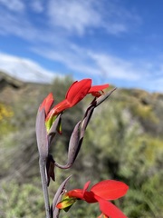Gladiolus splendens