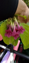 Fridericia schumanniana