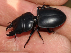 Pachyodontus languidus