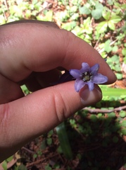 Hyacinthoides non-scripta