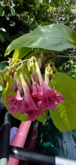 Fridericia schumanniana