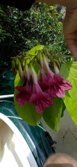 Fridericia schumanniana