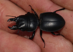 Pachyodontus languidus