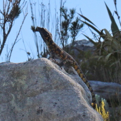 Pseudocordylus microlepidotus