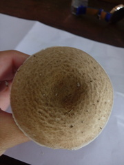 Lepiota