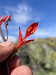 Gladiolus splendens
