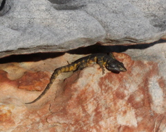 Pseudocordylus microlepidotus