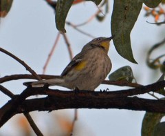 Setophaga coronata