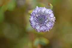 Globularia alypum