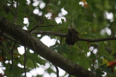 Callirhytis quercuscornigera