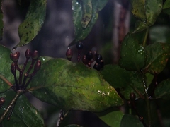 Psittacanthus plagiophyllus