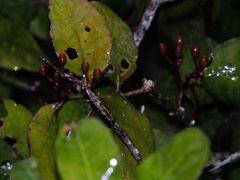 Psittacanthus plagiophyllus