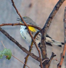 Setophaga coronata