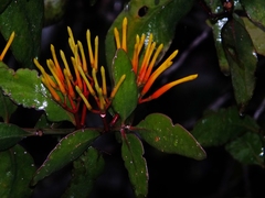 Psittacanthus plagiophyllus