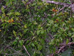 Psittacanthus plagiophyllus