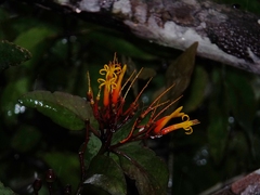 Psittacanthus plagiophyllus