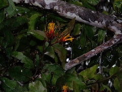 Psittacanthus plagiophyllus