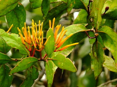 Psittacanthus plagiophyllus