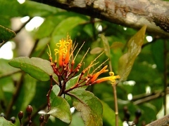 Psittacanthus plagiophyllus