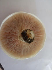 Lepiota
