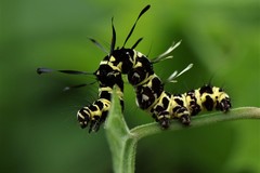 Tinolius eburneigutta