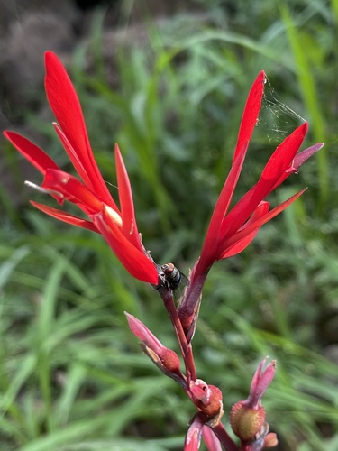 Canna indica image