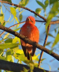 Pyrocephalus rubinus