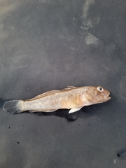 Neogobius fluviatilis