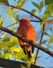 Pyrocephalus rubinus
