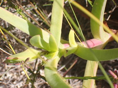 Carpobrotus deliciosus