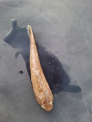 Neogobius fluviatilis