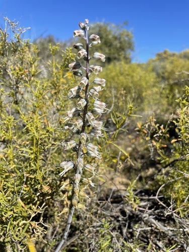 Lachenalia whitehillensis