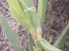 Carpobrotus deliciosus