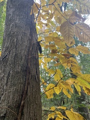 Toxicodendron radicans negundo
