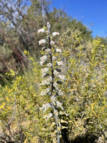 Lachenalia whitehillensis