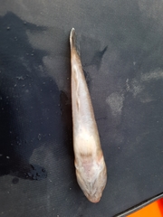 Neogobius fluviatilis