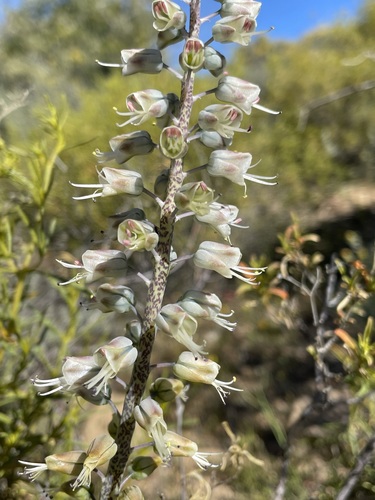 Lachenalia whitehillensis