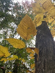 Toxicodendron radicans negundo