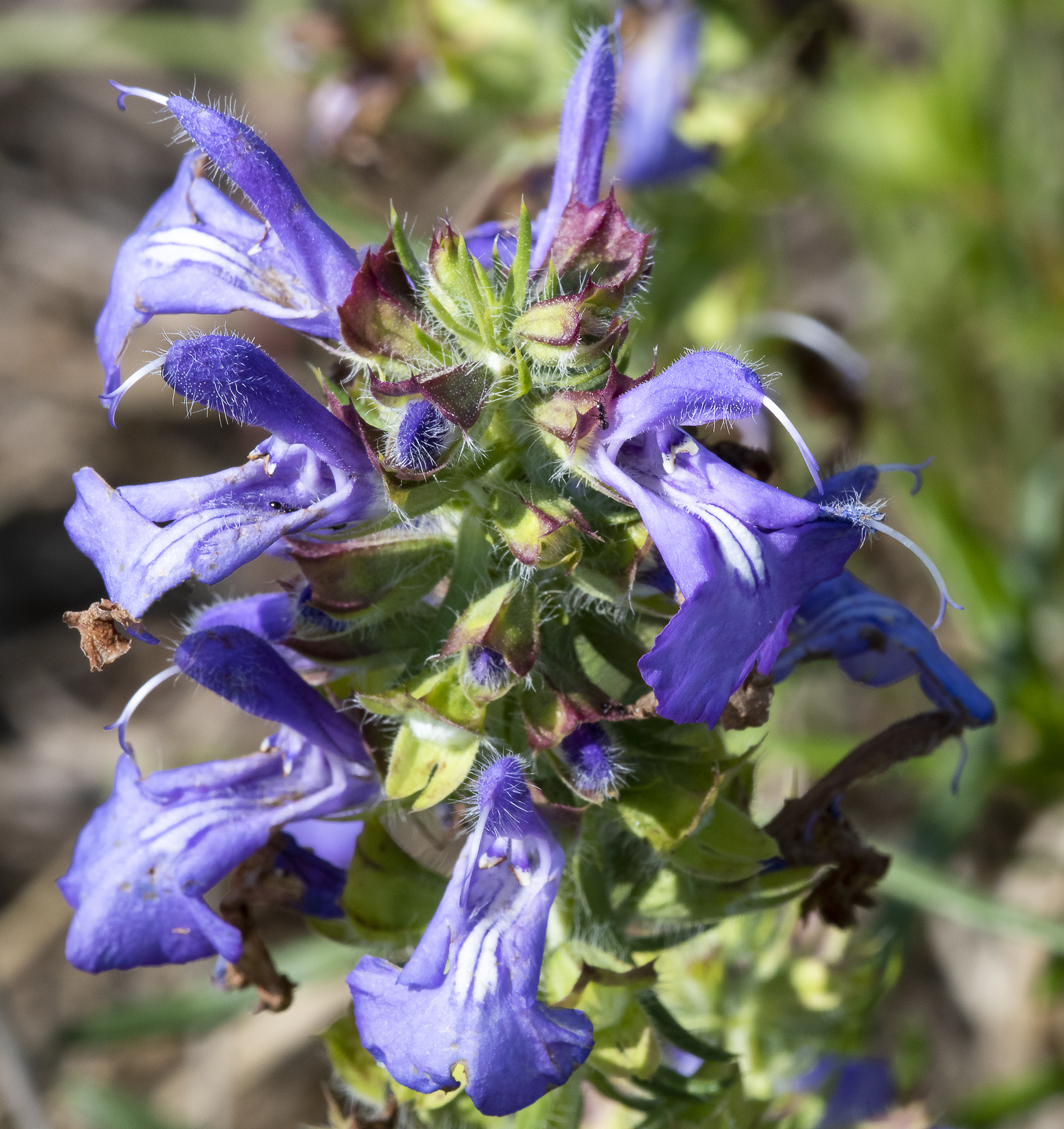 Salvia engelmannii