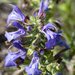 Salvia engelmannii - Photo (c) traildog13, μερικά δικαιώματα διατηρούνται (CC BY-NC), uploaded by traildog13